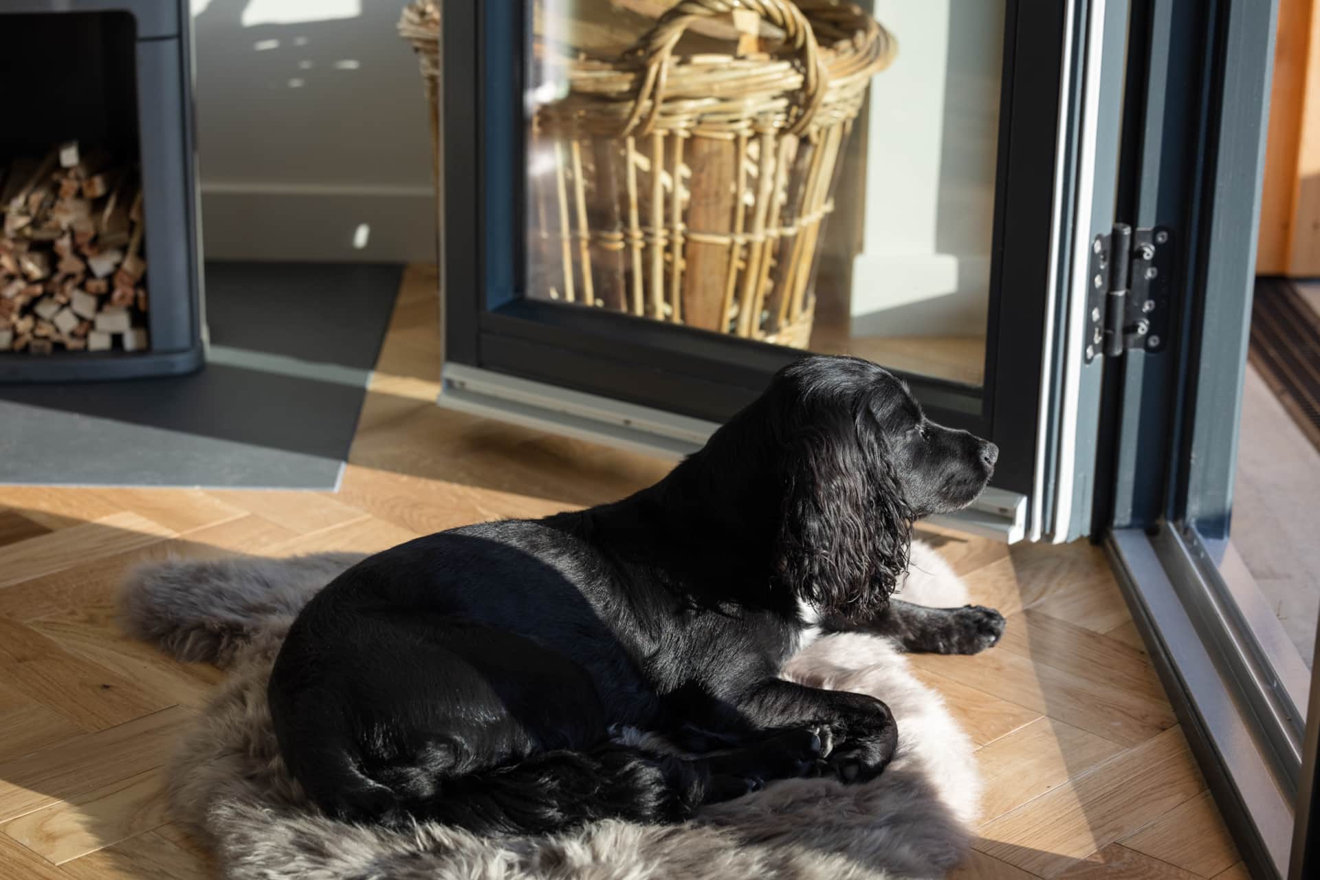 The resident dog resting on a sheepskin rug by the door