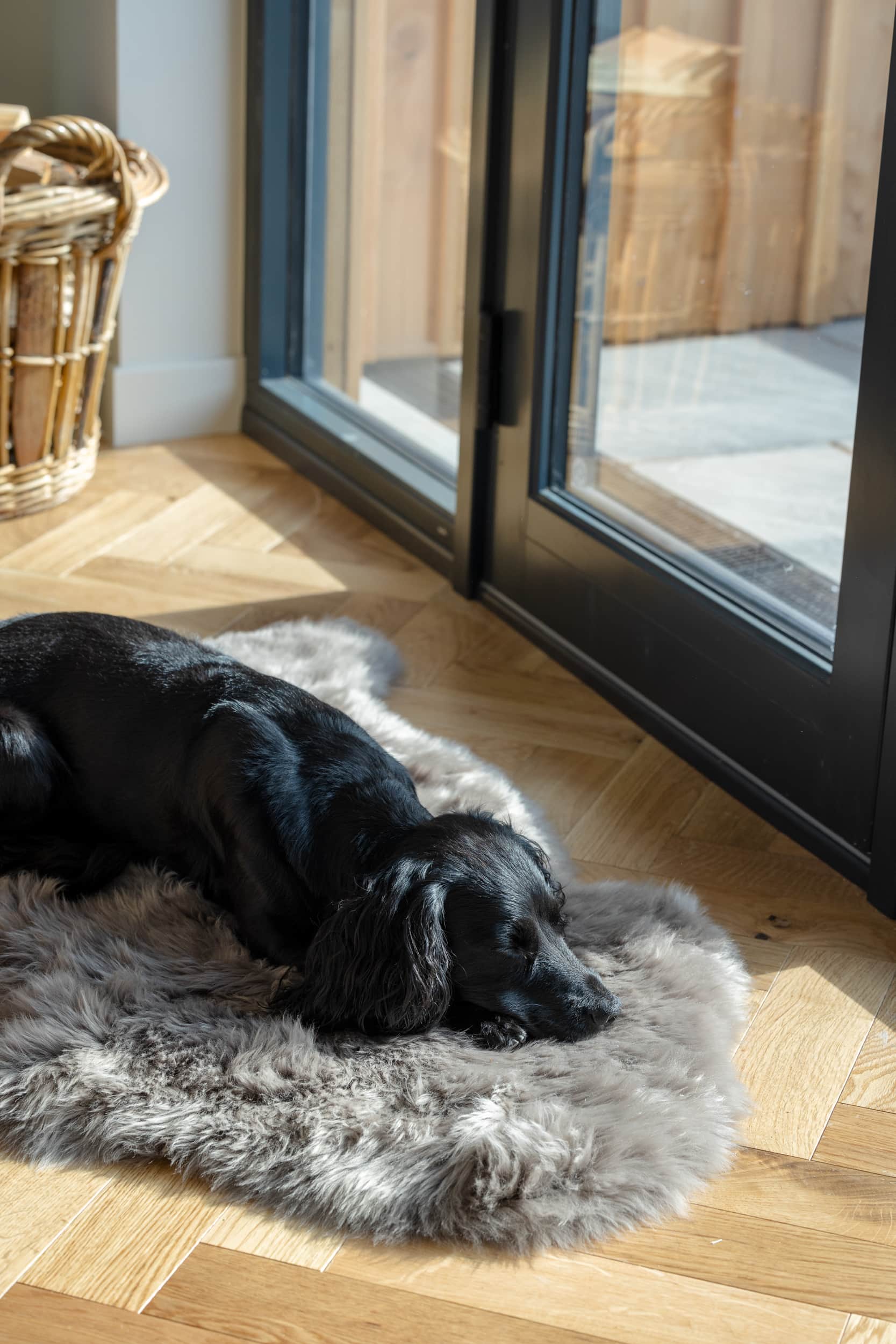 The resident dog asleep in a patch of sunlight