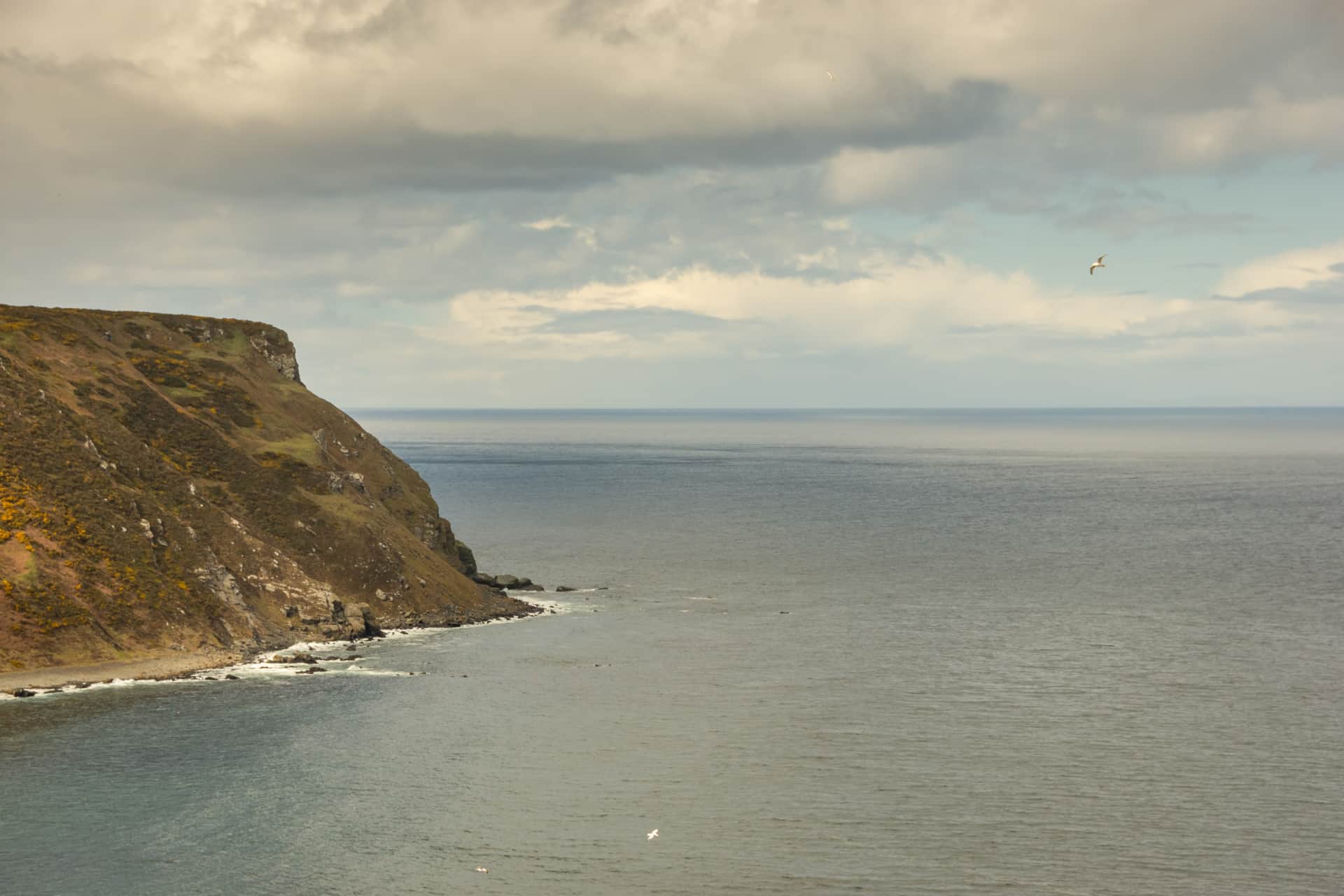 Headland view with seabirds overhead